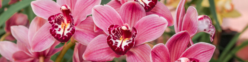 Orchid, Orchids, Orchid Flower